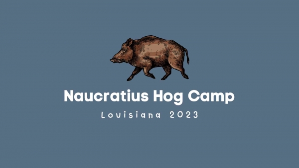 Naucratius Hog Camp